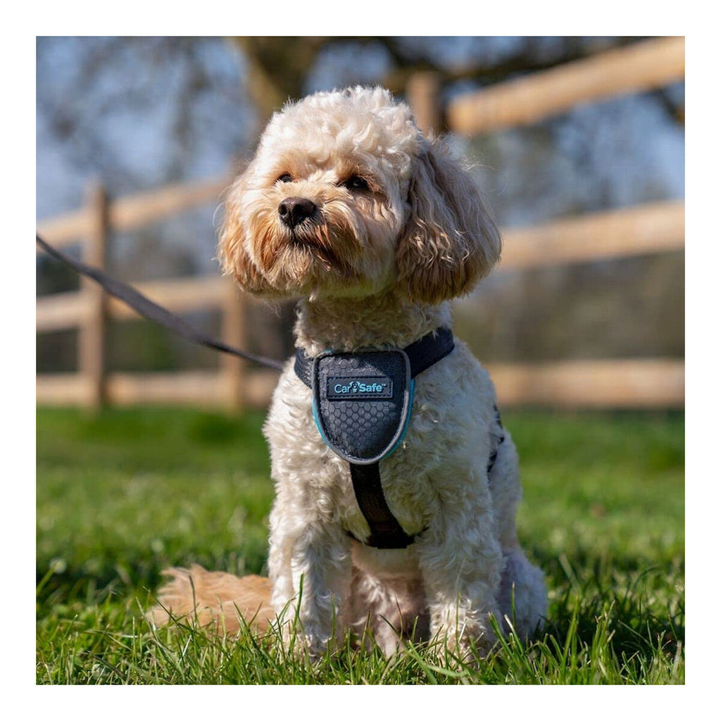 Company of Animals Hundegeschirr CarSafe Schwarz XS – Produktansicht 3
