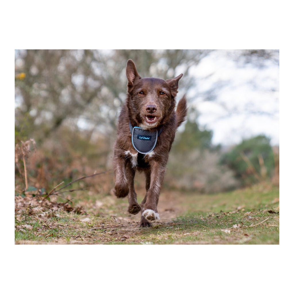Company of Animals Hundegeschirr CarSafe Schwarz XS – Produktansicht 5