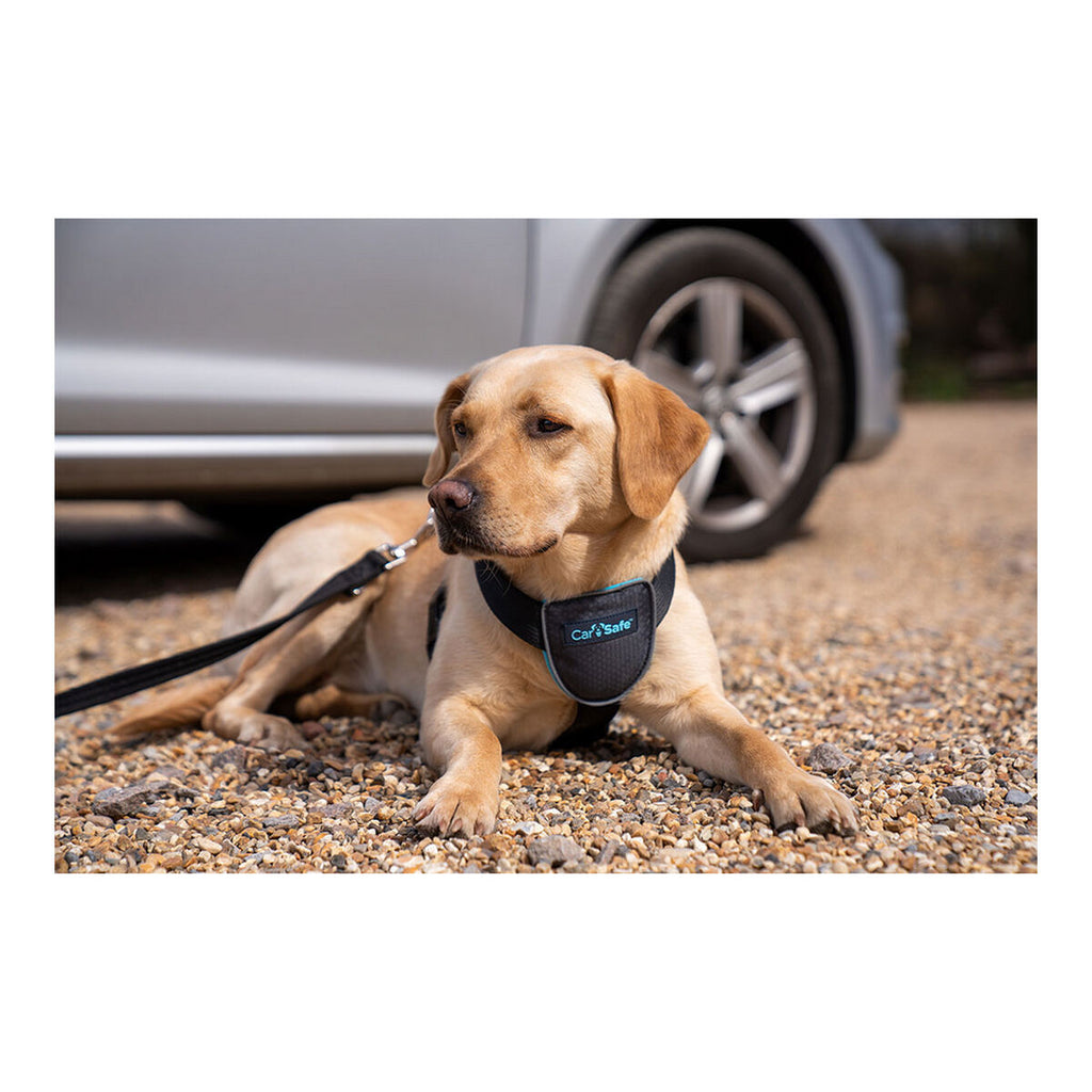 Company of Animals Hundegeschirr CarSafe Schwarz XS – Produktansicht 9