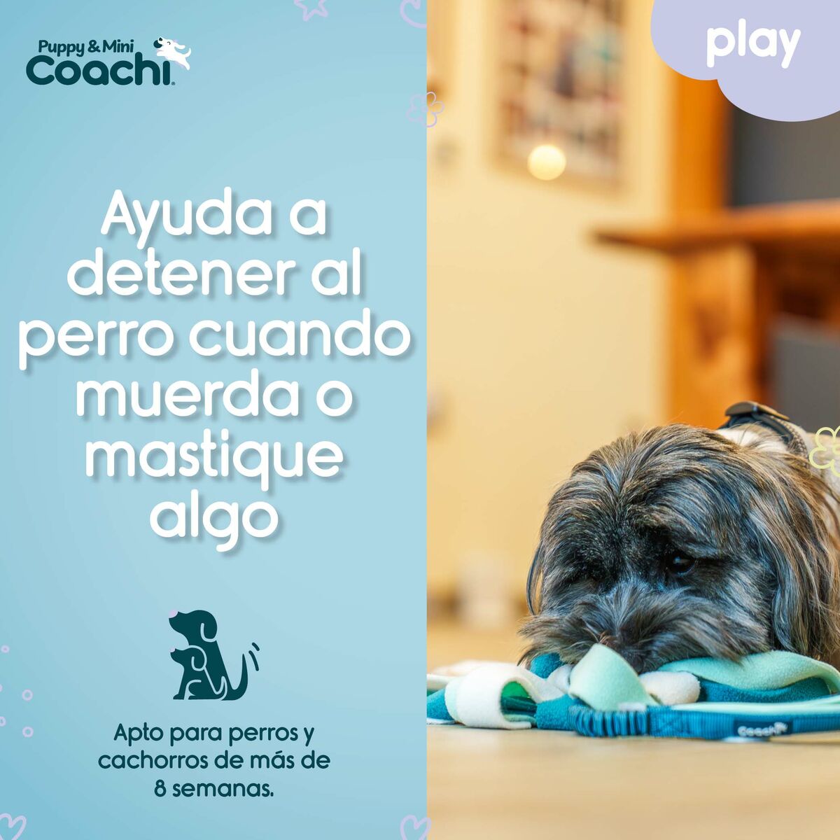 Coachi Hundespielzeug PUPPY & MINI TUGGI SPIDER Grün – Produktansicht 4