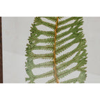 Home ESPRIT Bild Crystal Fir – Weiß – Produktansicht 3