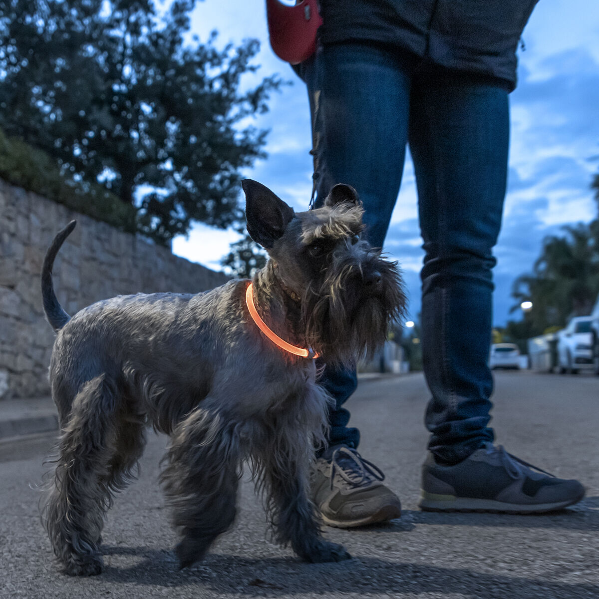 InnovaGoods LED-Halsband für Haustiere Petlux – Produktansicht 8